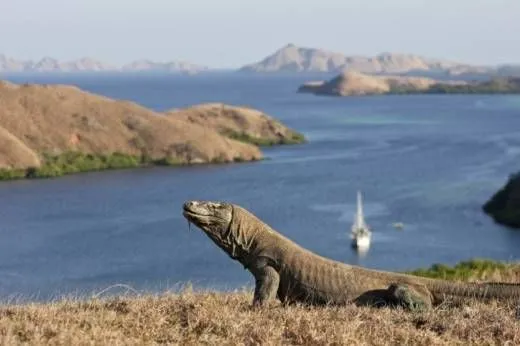 Petualangan Komodo & Labuan Bajo